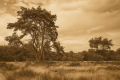 Oefentocht W4H – Drenthe op z’n mooist